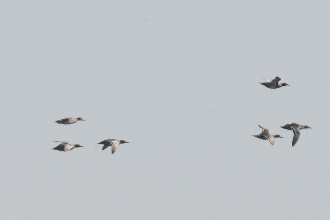 Garganey